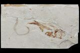Cretaceous Fossil Fish & Worm (Pos/Neg) - Lebanon #70434-3